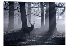 Stampa su vetro acrilico  A male red deer stag waits in the early morning mists of Richmond park, London. - Alex Saberi