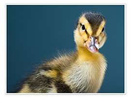 Poster  cheeky duckling