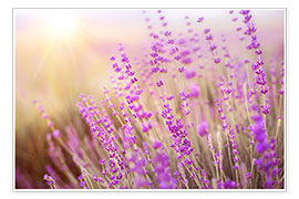 Poster  blooming lavender