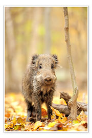Poster  Small boar