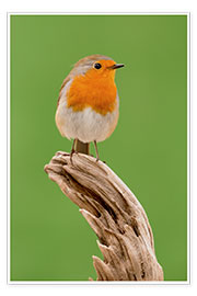 Poster  perching robin