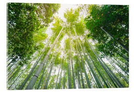 Stampa su vetro acrilico  Light falls through the bamboo forest