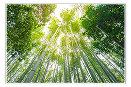 Poster  Light falls through the bamboo forest