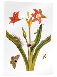 Stampa su vetro acrilico  lily with lepidoptera metamorphosis - Maria Sibylla Merian