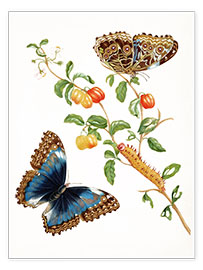 Poster  Specchio del pavone - Maria Sibylla Merian