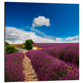 Stampa su alluminio  Beautiful lavender field