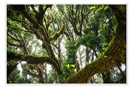 Poster  Old virgin forest, laurel, Madeira - Dennis Fischer