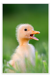 Poster  Sniffing duck chick