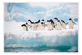 Poster  Pinguini di Adelia sul ghiaccio