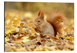 Stampa su alluminio  Red Squirrel in an urban park in autumn