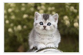 Poster  British Shorthair Kitten 15 - Heidi Bollich
