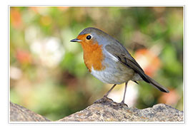 Poster  Cute robin