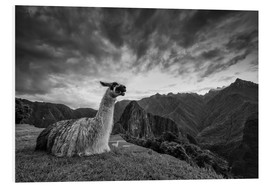 Stampa su PVC  Llama resting before Machu Picchu in Peru. - Alex Saberi