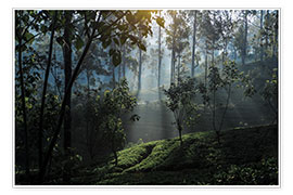 Poster  Tea plantation forest Sri Lanka - Paul Kennedy