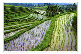 Poster Terrazze di riso a Bali