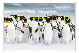 Poster  King Penguins su Falkand Islands - Martin Zwick