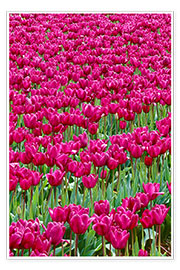 Poster Campo di tulipano rosa