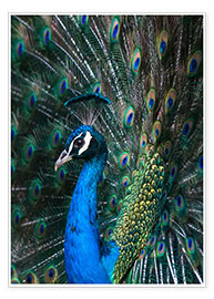 Poster  Indian Peacock (Pavo Cristatus) plumage display in the grounds of Barcelona Zoo, Catalonia, Spain, E - Andrew Michael