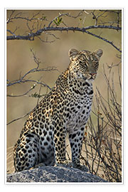 Poster  Leopardo appollaiato sulla sua roccia - James Hager