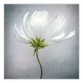 Poster  Cosmos - Mandy Disher