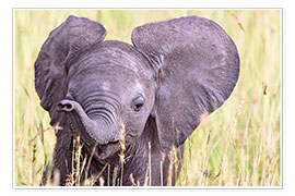 Poster  Cute baby elephant - Art Couture